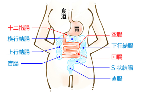 停滞腸になってしまう仕組み