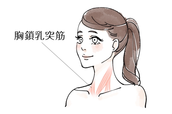 胸鎖乳突筋1214-1