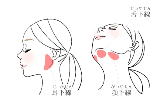 唾液腺のツボ耳下腺、顎下腺、舌下線の位置