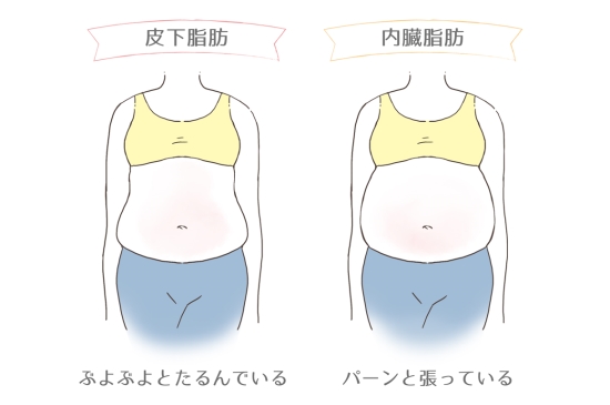 皮下脂肪と内臓脂肪の違い